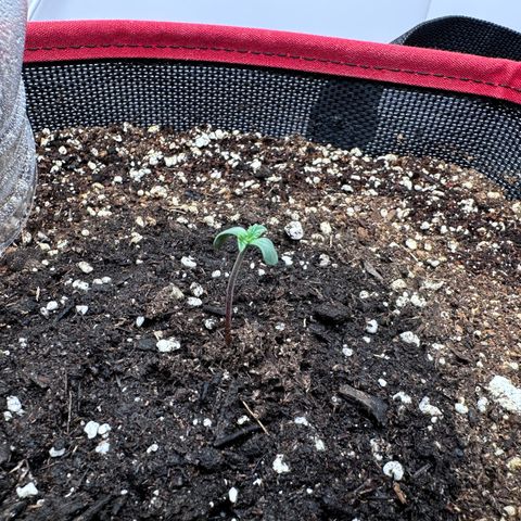 A-TT growlog photo: D2