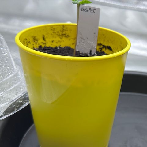 T1-GG4S growlog photo: D5