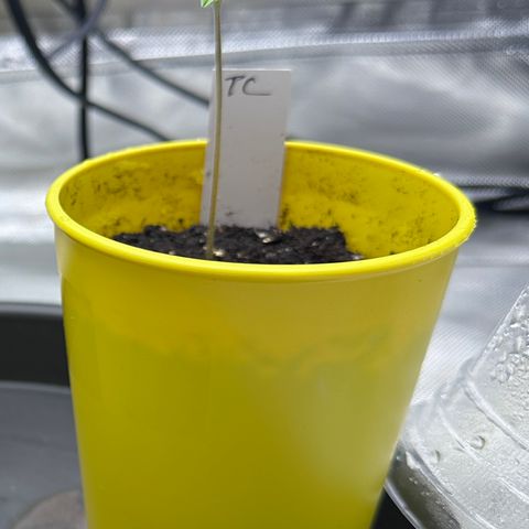 T2-TC growlog photo: D5
