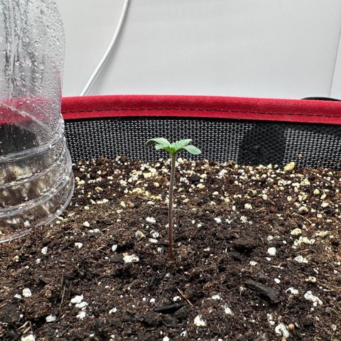 A-TT growlog timeline photo