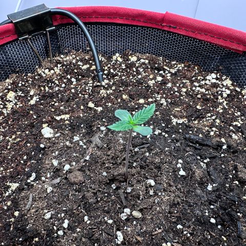 A-TT growlog photo: D4