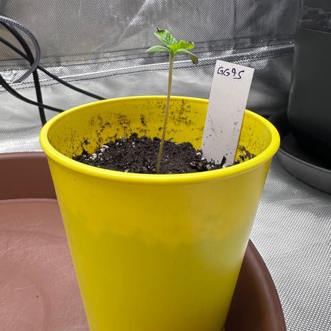 T1-GG4S growlog photo: D6