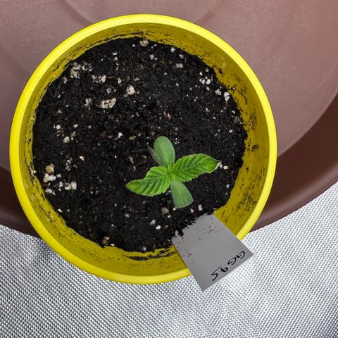 T1-GG4S growlog photo: D6