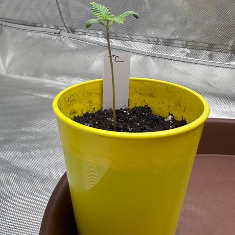 T2-TC growlog photo: D6