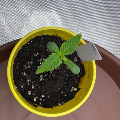 T2-TC growlog photo: D6