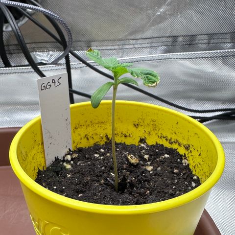 T1-GG4S growlog photo: D8