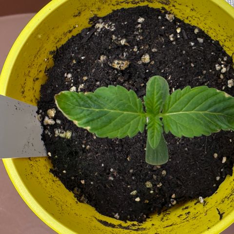 T1-GG4S growlog photo: D8