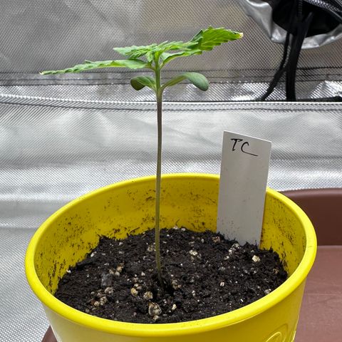 T2-TC growlog photo: D8