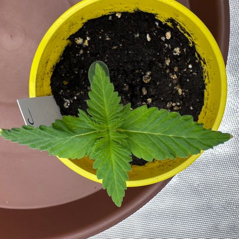 T2-TC growlog photo: D8