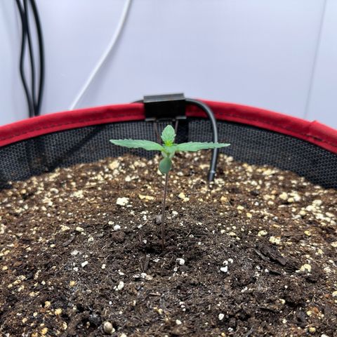 A-TT growlog photo: D8