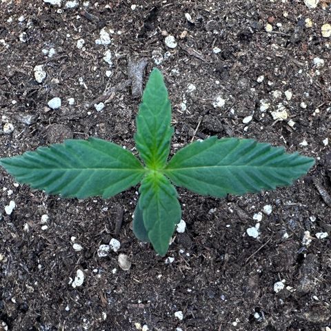 A-TT growlog photo: D8