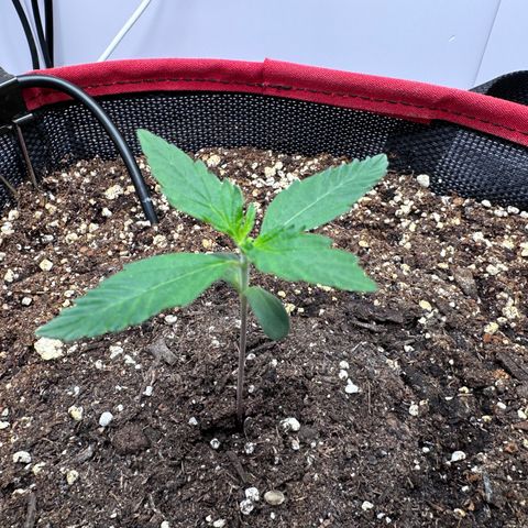 A-TT growlog photo: D10