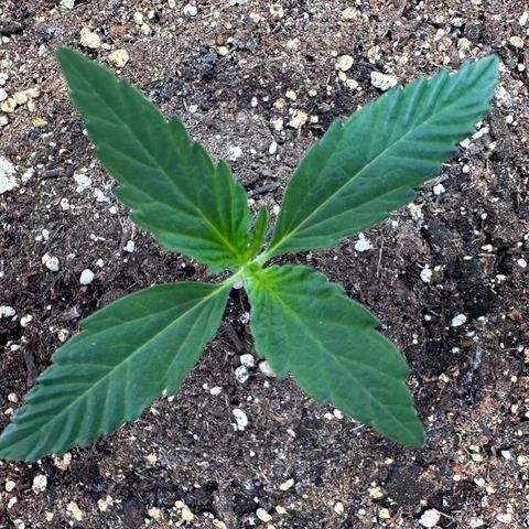 A-TT growlog photo: D10