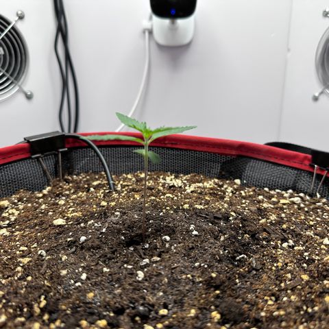 A-TT growlog photo: D10