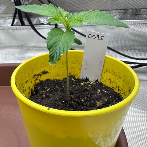 T1-GG4S growlog photo: D12