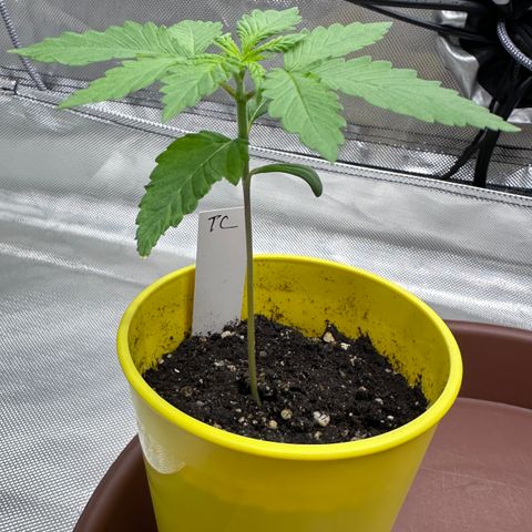 T2-TC growlog photo: D12