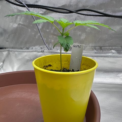 T1-GG4S growlog photo: D15