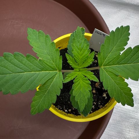 T1-GG4S growlog photo: D15
