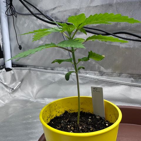T2-TC growlog photo: D15