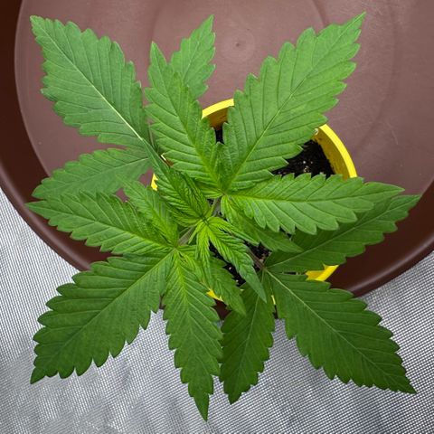T2-TC growlog photo: D15
