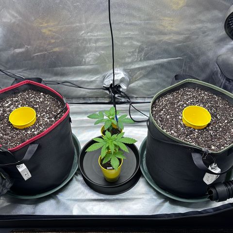 T2-TC growlog timeline photo