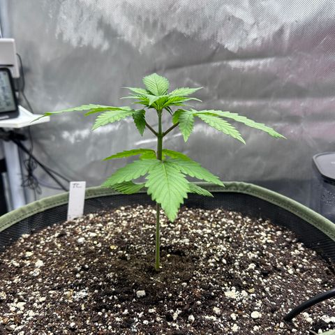 T2-TC growlog photo: D18
