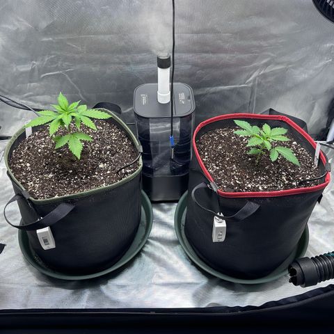 T2-TC growlog photo: D18