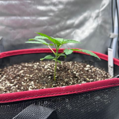 T2-TC growlog photo: D18