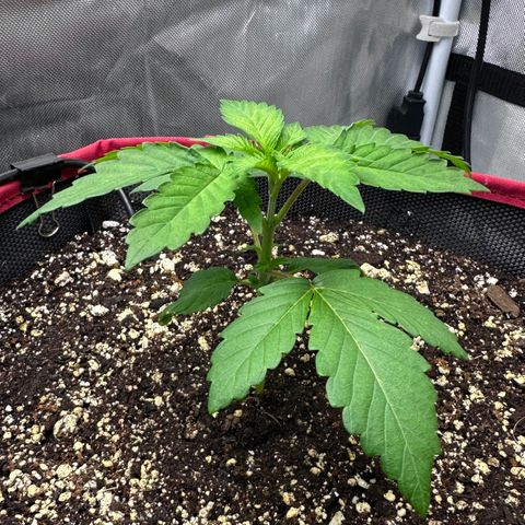 T1-GG4S growlog photo: D21