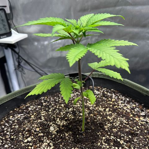 T2-TC growlog photo: D21