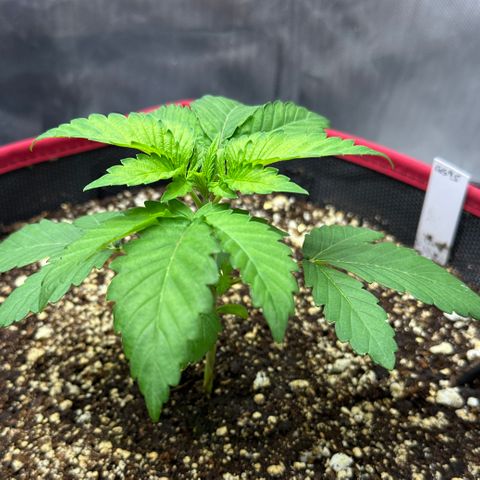 T1-GG4S growlog photo: D22