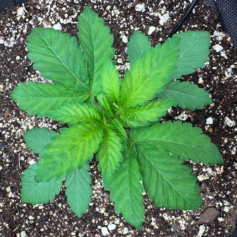 T1-GG4S growlog photo: D22