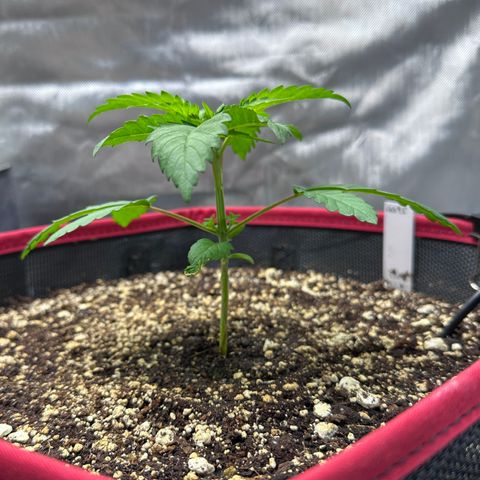 T1-GG4S growlog photo: D22
