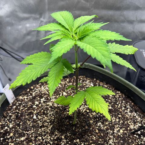 T2-TC growlog photo: D22