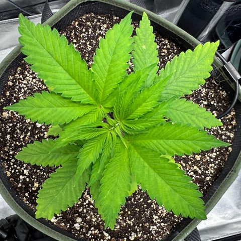T2-TC growlog photo: D22