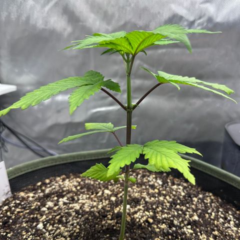 T2-TC growlog photo: D22