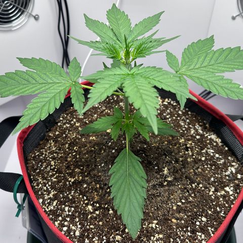 A-TT growlog photo: D22
