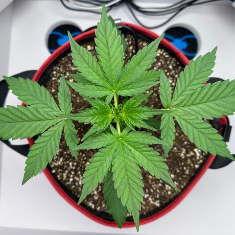 A-TT growlog photo: D22