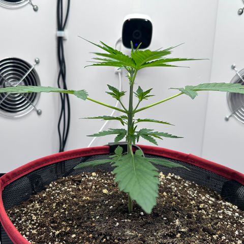 A-TT growlog photo: D22