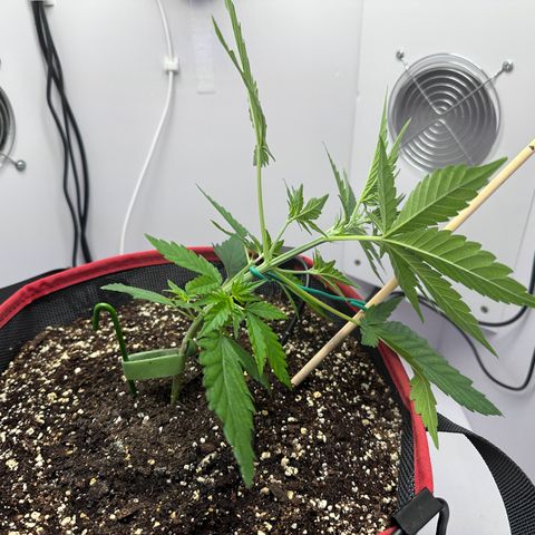 A-TT growlog photo: D23