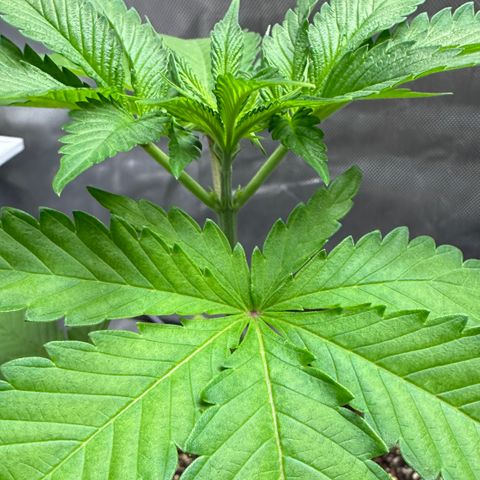 T2-TC growlog photo: D25