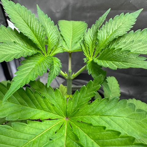 T2-TC growlog photo: D25