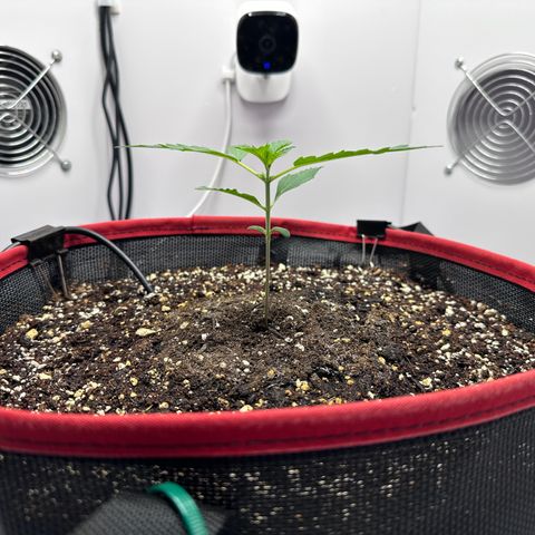 A-TT growlog photo: D15