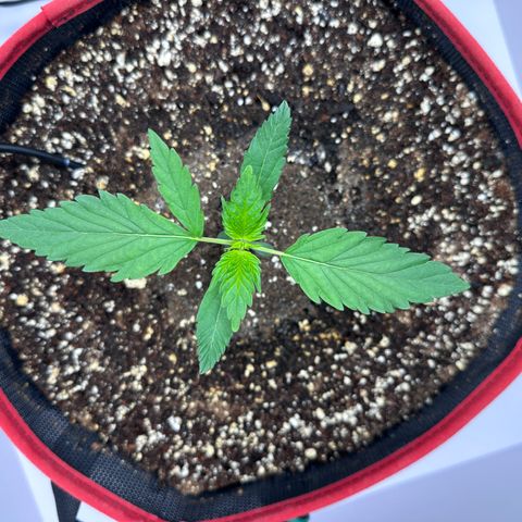 A-TT growlog photo: D15