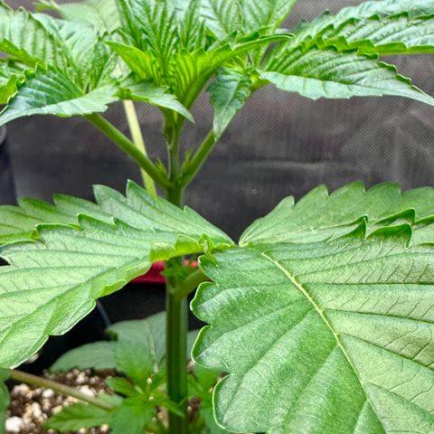 T1-GG4S growlog timeline photo