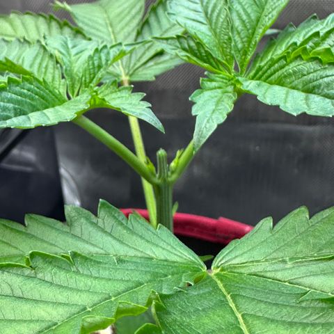 T1-GG4S growlog timeline photo