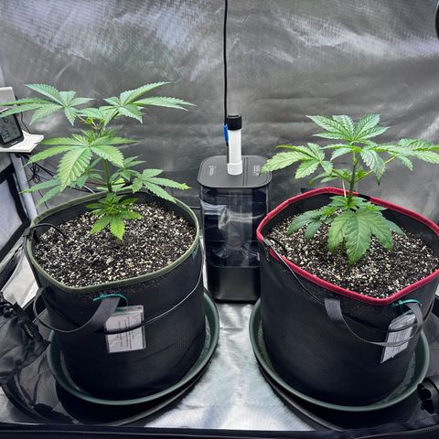 T1-GG4S growlog photo: D29, GG4S on right.
