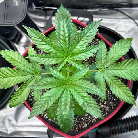 T1-GG4S growlog photo: D29