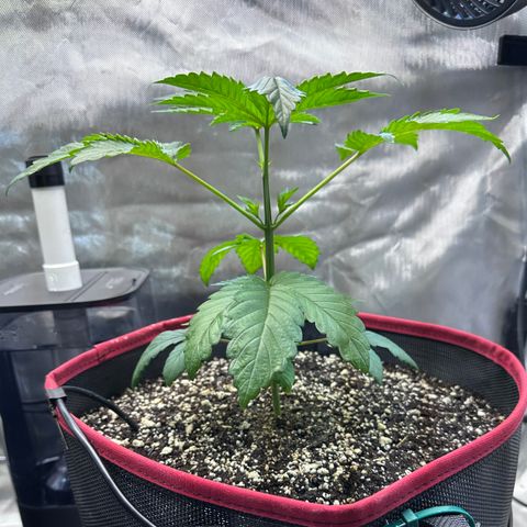 T1-GG4S growlog photo: D29