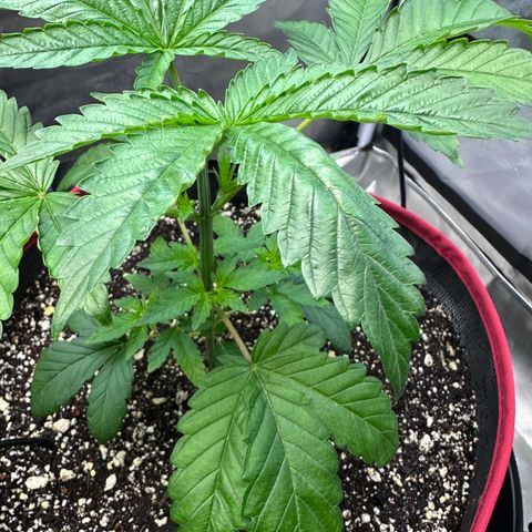 T1-GG4S growlog photo: D29